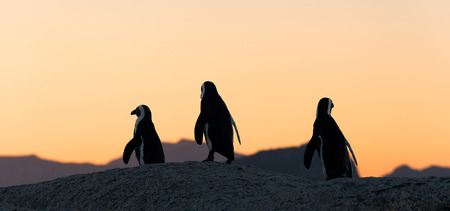 African penguins  at sunset near Cape Town, South Africa  The African Penguin  Spheniscus demersus , also known as the Jackass Penguin and Black-footed Penguin の写真素材