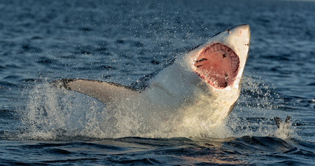 Great White Shark  Carcharodon carcharias  breaching in an attack の写真素材