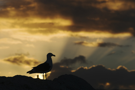 Seagull Silhouette in a putting of the spectacular Sunの写真素材