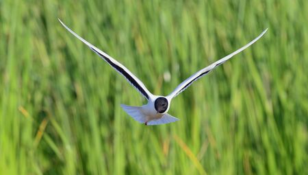 A Black headed Gull on flying  Larus ridibundus 