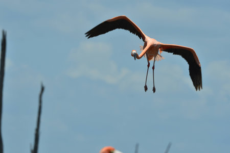 Greater Flamingo (phoenicoterus rubber) on the island of Bonaire . Cuba の写真素材