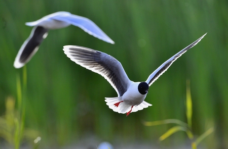 Black-headed Gull (Larus ridibundus) in flight on the green grass background.の写真素材