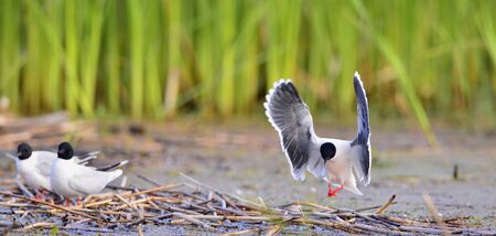 Black-headed Gull (Larus ridibundus) in flight on the green grass background. A flying seagull, looks a bit like an angel. の写真素材