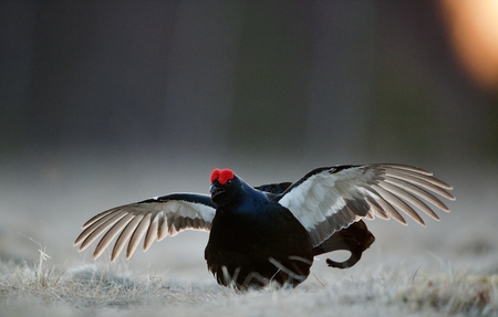 Jump of Lekking Black Grouse   Lyrurus tetrix   Early morningの写真素材