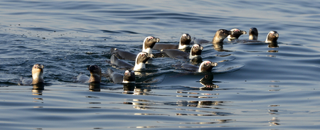 Swimming penguins. The African penguin (Spheniscus demersus), also known as the jackass penguin and black-footed penguin is a species of penguin, confined to southern African waters.の写真素材
