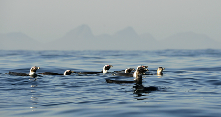Swimming penguins. The African penguin (Spheniscus demersus), also known as the jackass penguin and black-footed penguin is a species of penguin, confined to southern African waters.の写真素材