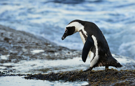 Walking  African penguin (Spheniscus demersus), also known as the jackass penguin and black-footed penguin is a species of penguin, confined to southern African waters.の写真素材