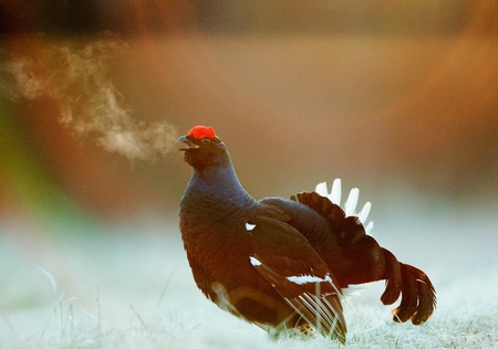 Lekking Black Grouse ( Lyrurus tetrix) Portrait. Early morning. 
