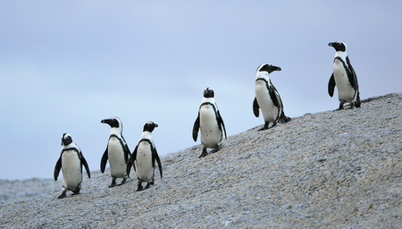 African penguins (spheniscus demersus) at the Boulders colony. South Africaの写真素材