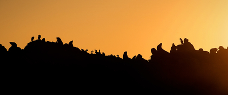 Seal silhouette against a sunrise in Seal island, lSeal Island on sunrise. Cape fur seal (Arctocephalus pusilus).  False Bay, South Africaの写真素材