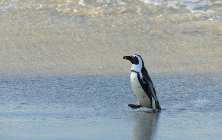 Walking  African penguin (spheniscus demersus) at the Beach. South Africaの写真素材