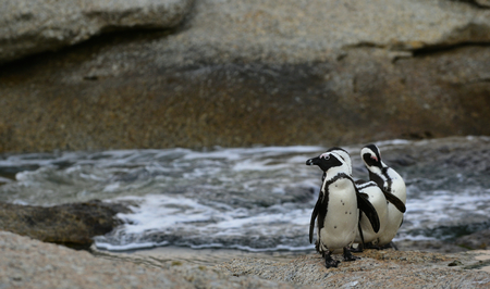 Group of  African penguins (spheniscus demersus) at the Boulders colony. South Africaの写真素材