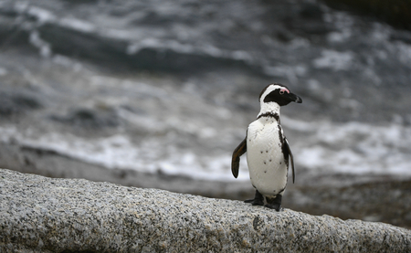 African penguin in twilights. African Penguin (spheniscus demersus) , National Park, Boulders, South Africaの写真素材