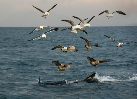 Fin of a white shark and Seagulls eat oddments from prey of a Great white shark (Carcharodon...