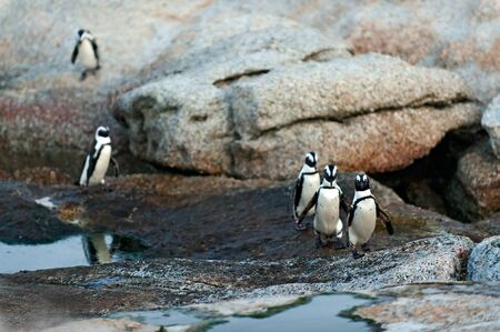 African penguins in twilights on the boulder. African Penguin (spheniscus demersus) , National Park, Boulders, South Africaの写真素材