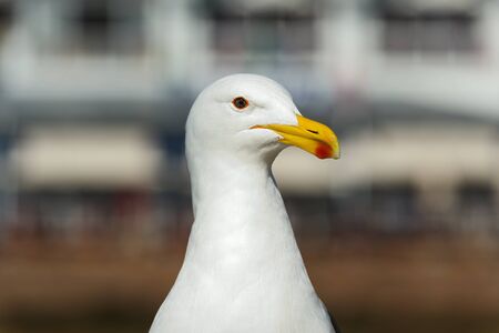 Closeup Portrait of Kelp gull (Larus dominicanus), also known as the Dominican gul and Black Backed Kelp Gull. False Bay, South Africaの写真素材