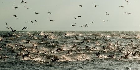 The Cape Cormorants catch fish at the ocean. South africaの写真素材