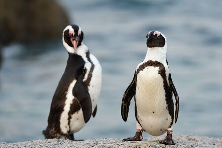 The African penguins (Spheniscus demersus), also known as the jackass penguin and black-footed penguin is a species of penguin, confined to southern African waters.の写真素材