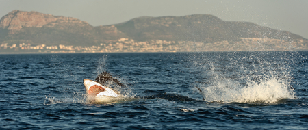 Hunting of a Great White Shark (Carcharodon carcharias). South Africaの写真素材