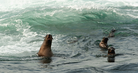 Seals swim and jumping out of water . Cape fur seal (Arctocephalus pusilus). Kalk Bay, False Bay, South Africaの写真素材