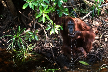 The orangutan drinks water. Orangutan drinks water from the river, scooping a palm.の写真素材