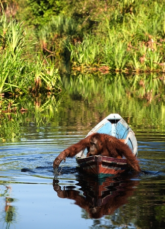 Borneo the pirate. The orangutan floats in a boat, rowing with hands, as oars. Borneo, Indonesia.の写真素材