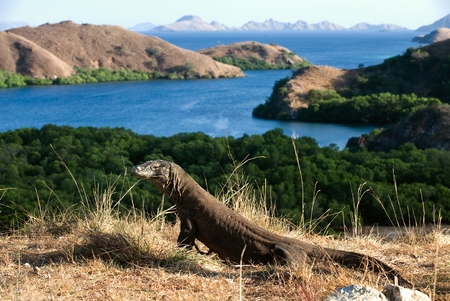 The dragon comes. Comodo  dragon on island Rinca. Rinca, Indonesia.の写真素材
