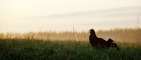 Portrait of a Gorgeous lekking black grouse (Tetrao tetrix). (Lyrurus tetrix) early in the morningの写真素材