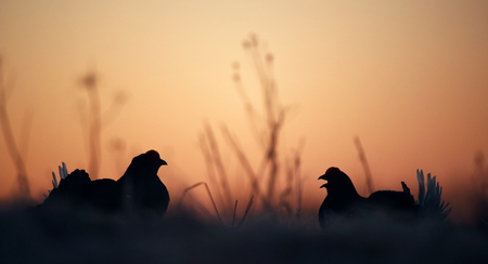 Silhouette of Lekking Black Grouse ( Lyrurus tetrix) against the dawn sky. Early morning Backlight. Sunriseの写真素材