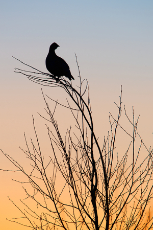 Silhouette of Lekking Black Grouse ( Lyrurus tetrix) against the dawn sky. Early morning Backlight. Sunriseの写真素材