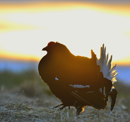 Silhouette of Lekking Black Grouse ( Lyrurus tetrix) against the dawn sky. Early morning Backlight. Sunriseの写真素材