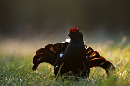 Portrait of a Gorgeous lekking black grouse (Tetrao tetrix). (Lyrurus tetrix) early in the morningの写真素材