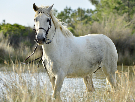 Portrait of White horses of Camargue. Close up. Franceの写真素材