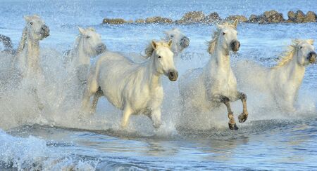 White horses of Camargue running through water. Franceの写真素材