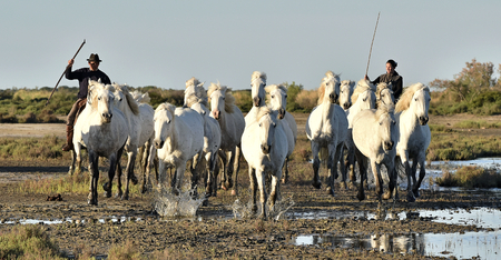 PROVENCE FRANCE 09 MAY 2015: Raiders and Herd of White Camargue horses run on water of the sea. France.Parc Regional de Camargue Provence Franceのeditorial素材