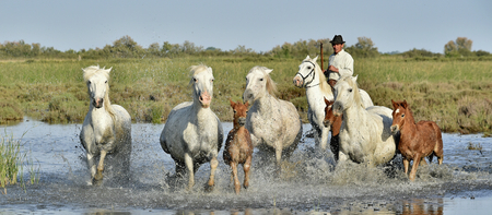 PROVENCE FRANCE 07 MAY 2015: White horse with of Camargue running through water. Nature reserve in Parc Regional de Camargueのeditorial素材