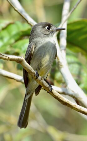Crescent-eyed pewee or Cuban pewee (Contopus caribaeus) on the branch. Green natural backgroundの写真素材