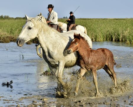 PROVENCE FRANCE 07 MAY 2015: Raiders and White horse of Camargue with foal running through water. Nature reserve in Parc Regional de Camargueの写真素材