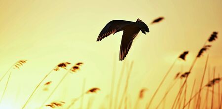 Silhouette of in Flight at sunset.の写真素材