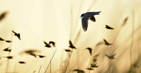 Silhouette of in Flight at sunset. の写真素材