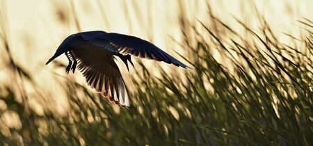  A flying black headed gull. の写真素材