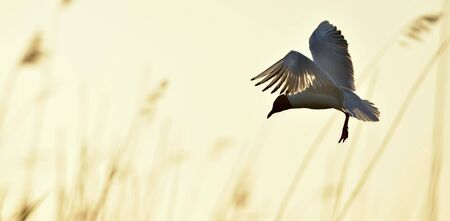 Silhouette of in Flight at sunset. A flying black headed gull. Backlight. gulls flying against yellow sunset background . Black-headed Gull (Larus ridibundus)の写真素材