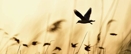 Silhouette of in Flight at sunset. A flying black headed gull. Backlight. gulls flying against yellow sunset background . Black-headed Gull (Larus ridibundus)の写真素材