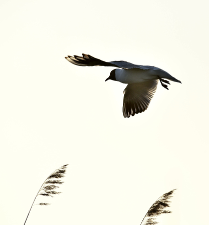 Black-headed Gull (Larus ridibundus) in flight on the sky backgroundの写真素材