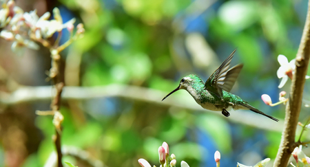 Flying  Cuban Emerald Hummingbird (Chlorostilbon ricordii), Cienaga de Zapata, Cubaの写真素材