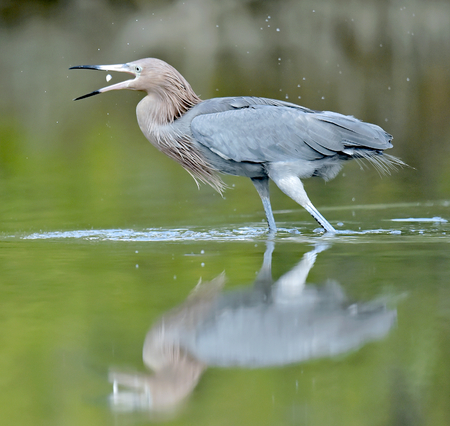 The little blue heron Egretta caerulea fishing. Cubaの写真素材