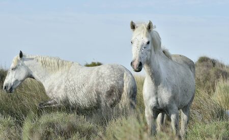Portrait of the White Camargue Horse. Provance, Franceの写真素材