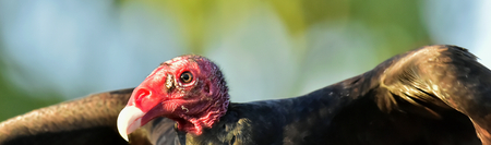 Portrait of a Turkey Vulture (Cathartes aura) in early morning light.の写真素材