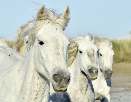 Portrait of the Running White Camargue Horses in Parc Regional de Camargueの写真素材