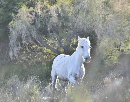 Portrait of the White Camargue Horse. Provance, Franceの写真素材